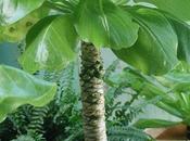 palmier hawaien Brighamaia Insignis