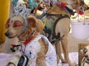 THAILANDE, chiens tout programme