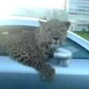 leopard dans voiture