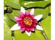 Test L'huile bain massage Jardin Etic lotus
