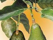 Crème réparatrice pour mains karité