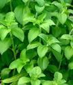 Fausse information stevia