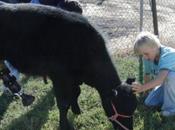 vache 'animal compagnie' reçoit prothèses