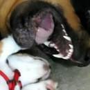 chiot beagle attaque rottweiler