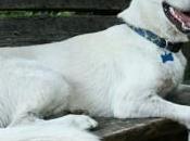 Pourquoi chiens halètent-ils