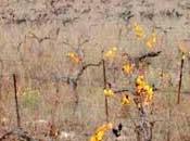 ressemble quoi vigne