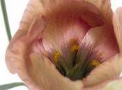 Lysianthus Eustoma Piccolo Terra