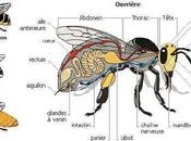 L'apiculture