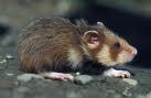 Grand hamster d’Alsace: agriculteurs alsaciens montent créneau…