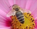 Pollen, propolis, gelee royale...l'or ruche