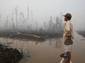 Greenpeace contraint Unilever protéger forêt indonésienne
