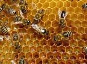 L’Apithérapie soigner grâce abeilles