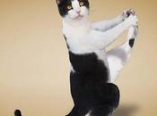chats font yoga pour calendrier