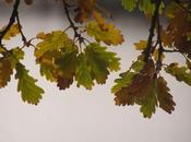 Quand arrive l’automne (Joëlle Mesnildrey)