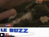 videos chats pour l'années 2009 (retrospective)