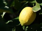Pesto citron (pesto limone)