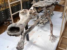 «Sarcosuchus imperator» trônant désormais Muséum d’histoire naturelle vous fait-il penser personne