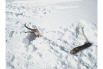 jeune chamois victime d'une avalanche