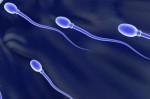 spermatozoïdes nous donnent leçon