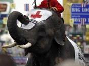 éléphants Bangkok récoltent dons pour Haïti