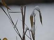 février blanc t'habilleras