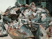 (Nature environnement) France surpeche Thon Rouge