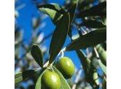 Crème d'olives écologique pour soir Réveillon