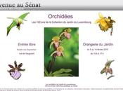 Exposition d'orchidées Sénat