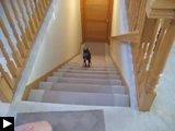 videos: chien gamelle+ dévale l'escalier boit robinet