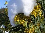 Mimosa sous neige