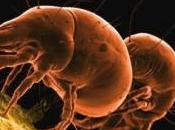 acariens portefeuille