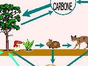 Flux cycles dans biosphère carbone