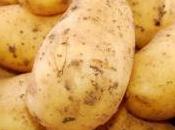 patate bientôt autorisée France