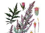 votre avis, quelles sont plantes meilleures pour peau