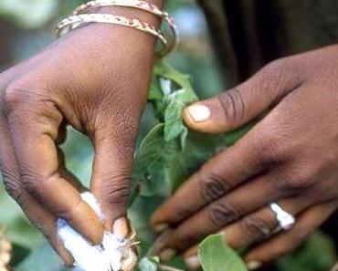 Grande première en Inde : Monsanto avoue l’échec de son coton Bt