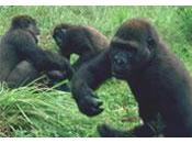 Bilan positif pour l’année gorille 2009