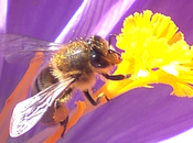 retour abeilles annonciatrices printemps