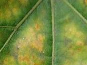 Agrauxine bio-intelligence contre maladies bois vigne