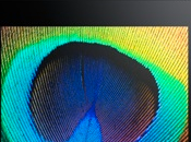 Samsung fera écrans pour l’iPad