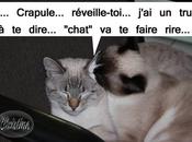 "chat" m'enerve...