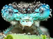 Insectes parsemés gouttelettes d'eau