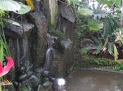 Ambiance tropicale… serres Mancieulles