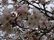 Hanami, cerisiers fleur, annonce d'un évènement