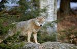 braconnage loup bientôt légalisé