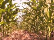 Bénin attend toujours premier verre biocarburant