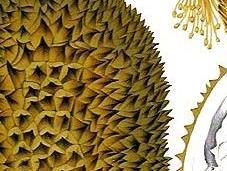 Durian, fruit l'on aime détester