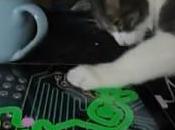 L’iPad laisse chats indifférents