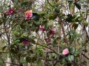 Camellia 'Elsie Jury'