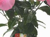 Avec soleil Hibiscus reviennent chez fleuristes
