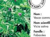 Semer Vesce Cerdagne comme engrais vert